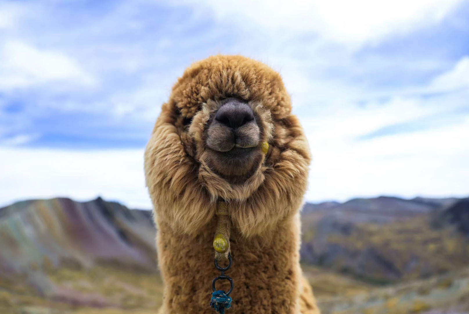 Close-up of an alpaca in the Peruvian Andes highlands