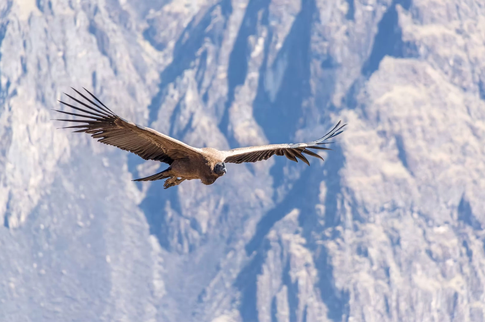 Andean condor soaring over the Colca Canyon cliffs
